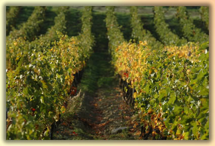 Landscapes of Tuscany vineyards